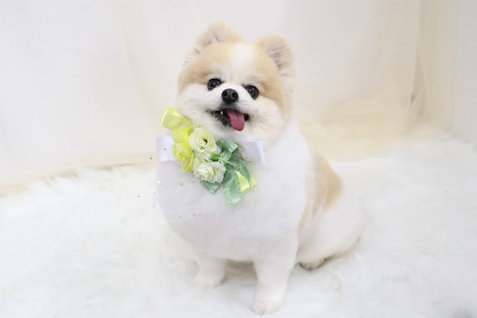 トリミング中の可愛い犬 2