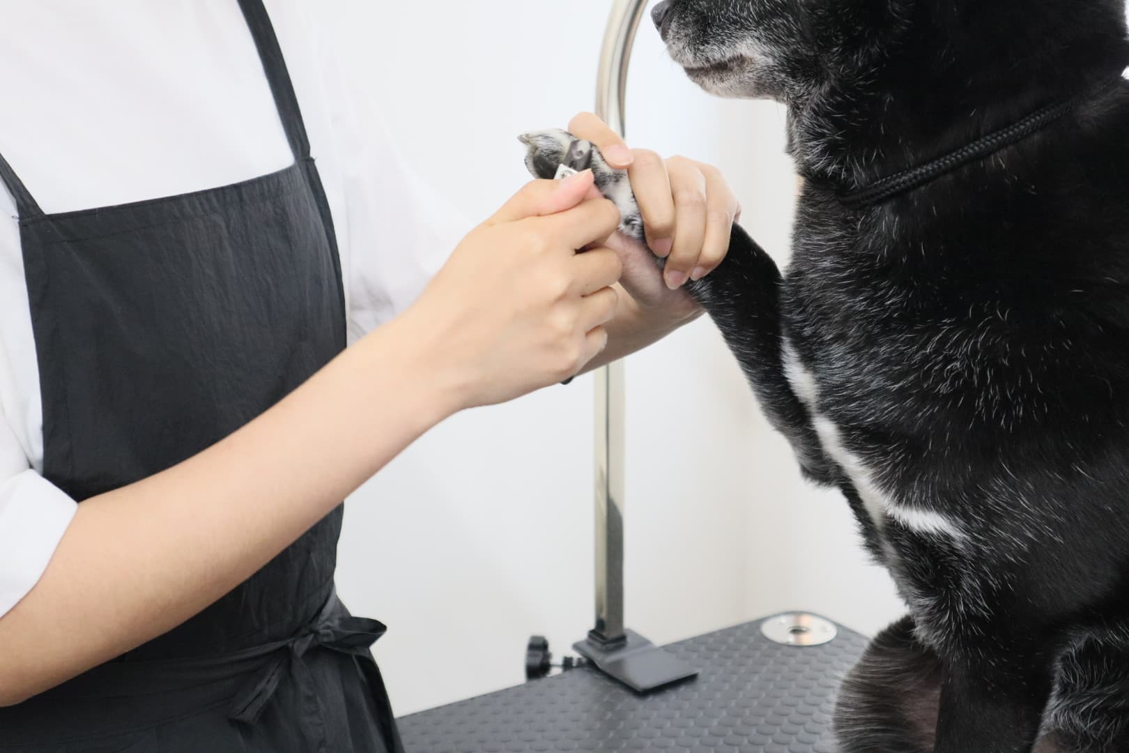 トリミング中の可愛い犬 4